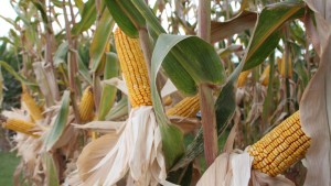 Descubre los factores limitantes del rendimiento de maíz