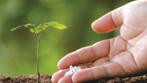 ¿Cómo remediar una deficiencia de azufre?