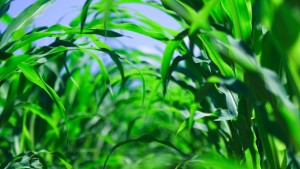 Dinámica del ciclo de nitrógeno en fertilización de maíz