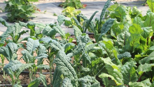 Dependencia reducida en fertilizantes para suministrar fitonutrientes