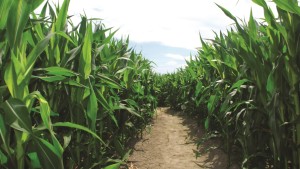 Reduciendo el déficit de producción de maíz mexicano