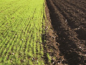 Dependencia reducida en fertilizantes para suministrar fitonutrientes
