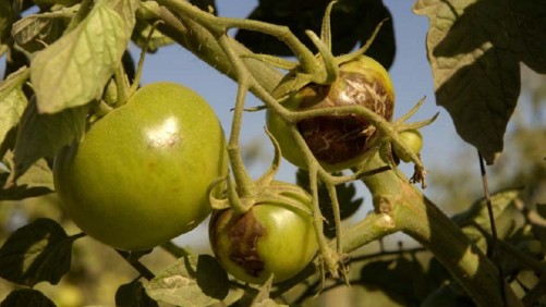 Investigaciones buscan variedades resistentes a ToANV