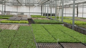 Producción de microhortalizas con luces LED