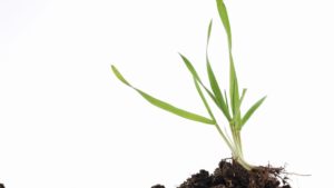 El tamaño del sector de los bioestimulantes crecerá un 100% en los próximos 5 años