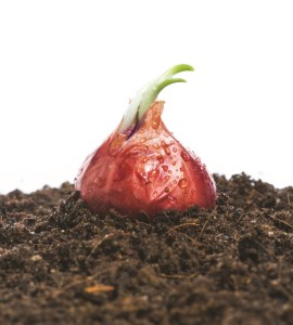 Onion vegetables growing in soil with white background