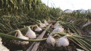 Cómo rendir más con cebollas de riego por goteo