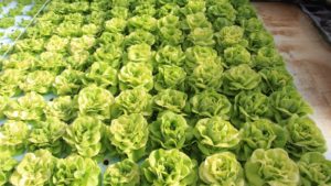 La producción acuapónica rinde resultados ideales de alta eficiencia