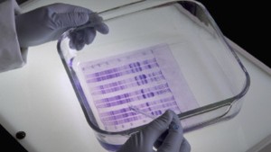 Investigación de nutrición vegetal con nanotecnología