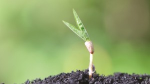 Las diatomeas: perfil ideal para insecticida natural