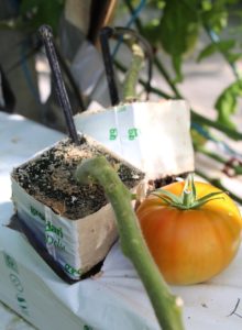 tomate en invernadero sustrato