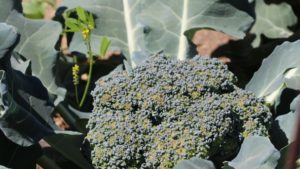 Un programa optimizado de nutrición en brasicáceas