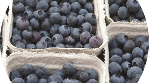Alcanza la precisión óptima en tu programa de nutrición en arándanos