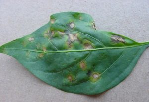 Daños en hoja