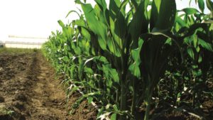Ventajas del humus de lombriz en el cultivo de maíz