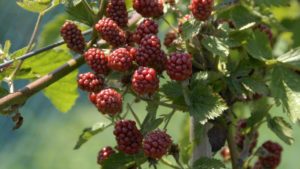 Comportamiento del cultivo de frambuesa con fitohormonas