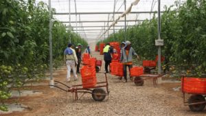 Uso eficiente del personal en cultivo protegido