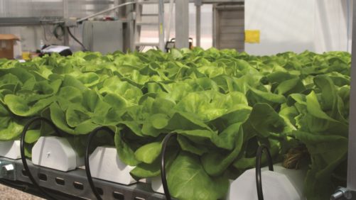 Obtén mejor rendimiento con manejo apropiado de pH y CE en sistemas hidropónicos