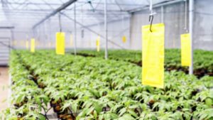 ¿Cómo serán los invernaderos del futuro?