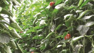 Revolucionaria tecnología para eliminar sodio del agua de riego