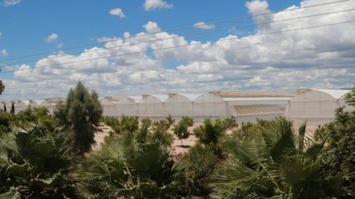 Concluye el Congreso de Tomate con informativo día de campo