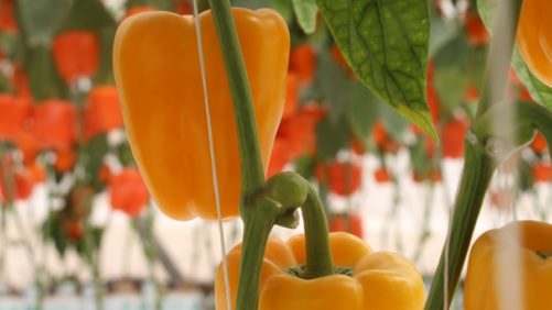 Guía de nutrición para pimientos
