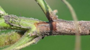 Prohíbe las pérdidas devastadoras de la pudrición de raíz