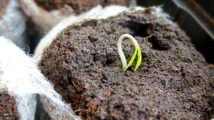 Sustentabilidad y transparencia: las claves del futuro de la industria