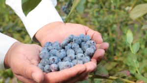 Su solución de negocio en la producción de <i>berries</i>