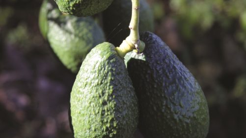 Infográfica del desempeño del aguacate mexicano