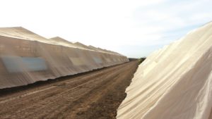 Cómo realizar la transición a la horticultura protegida