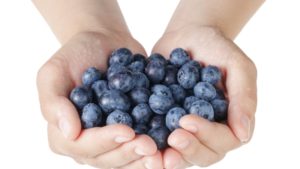 Los rasgos del arándano deseados para exportación