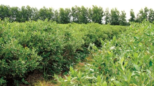 Mantengan el equilibrio del pH en el suelo del cultivo de <i>blueberry</i>