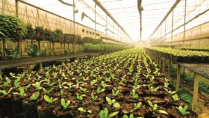 Los peligros del uso de las compostas orgánicas