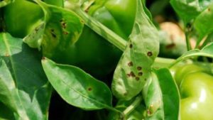 Métodos de control para la mancha bacteriana y la marchitez manchada