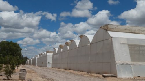 Factores que hacen resaltar la horticultura de San Luis Potosí