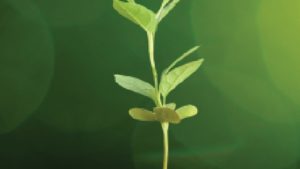 Bases de nutrición colodial como una solución integral para los retos agroalimentarios