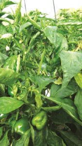 tswv pepper plant 2