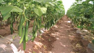 Cómo manejar los 6 principales problemas en el pepino