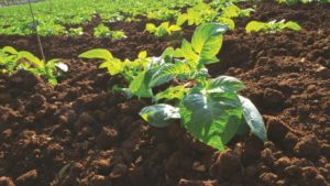 Manejo de plagas y enfermedades bajo sistemas orgánicos