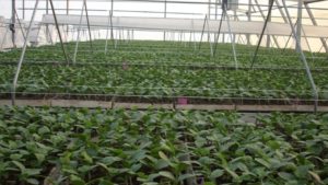 Instrucción paso a paso para 2 técnicas de injerto para sandía