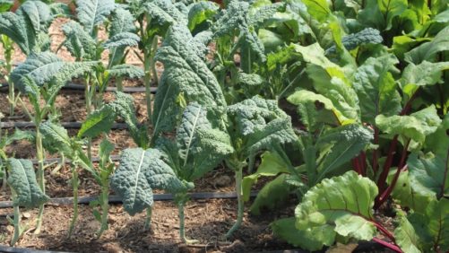 Investigación identifica hongos insecticidas que colonizan las raíces