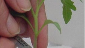 Por qué los injertos se están poniendo más populares