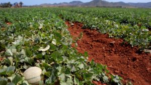 Toma control de las plagas en el melón