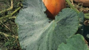 Métodos de diagnóstico y tratamiento de la cenicilla