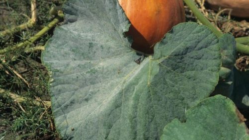 Métodos de diagnóstico y tratamiento de la cenicilla