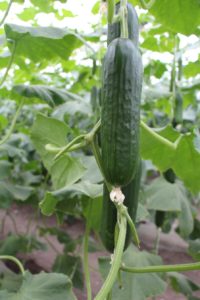 pepino-floracion