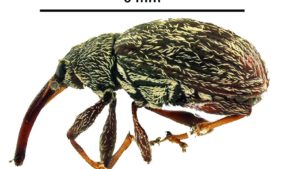 Perfil y control de una de las plagas más devastadoras para el pimiento