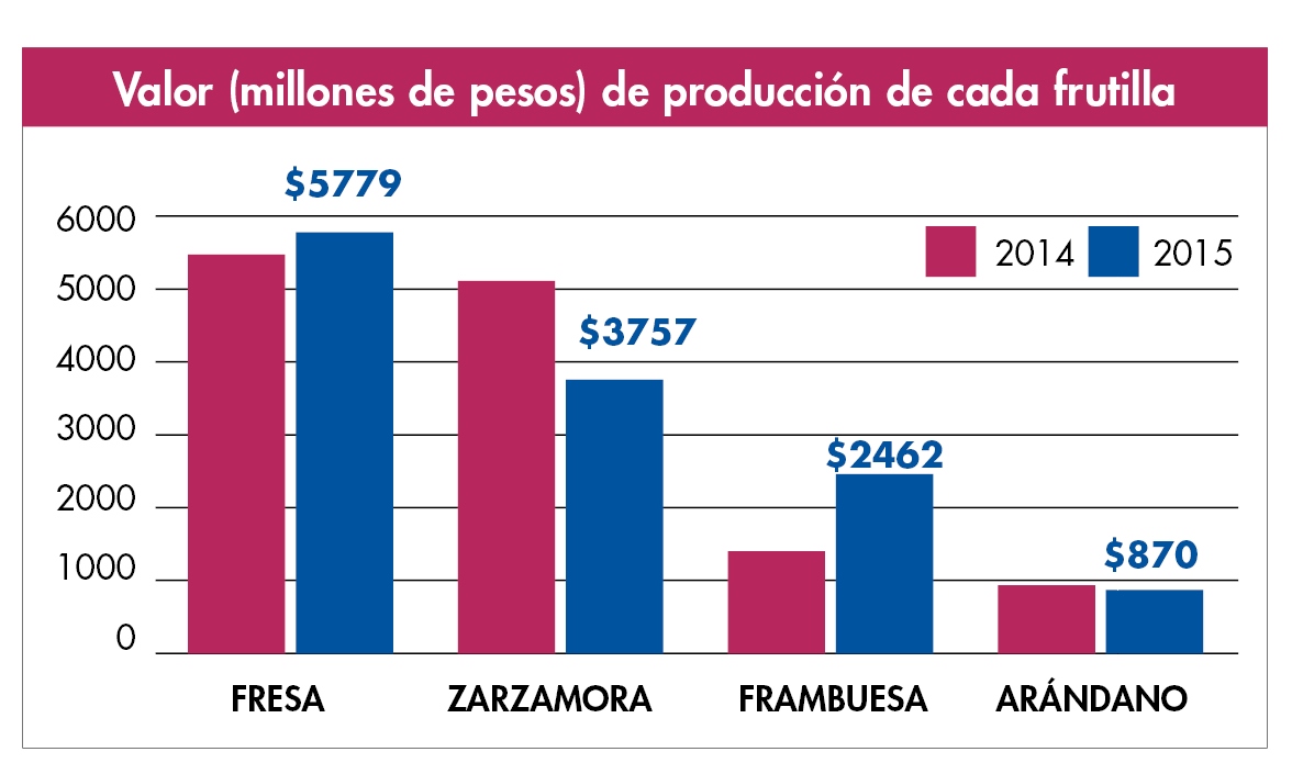 cifras-produccion-de-berries