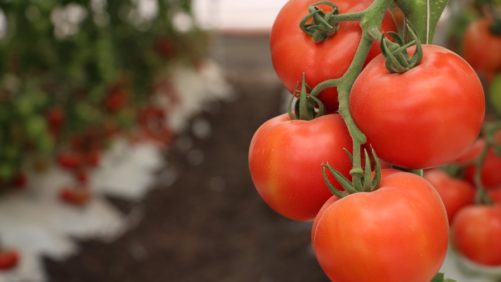 En Japón, realizarán prueba con robot que cosecha tomate